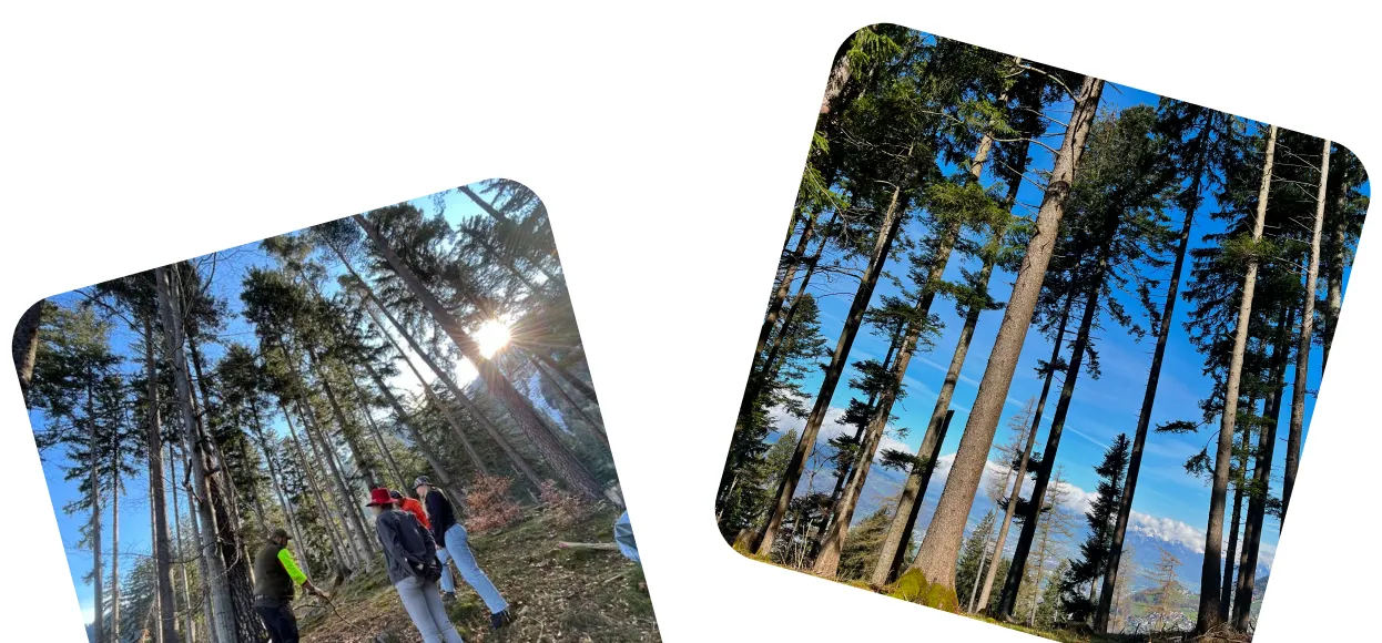Zwei Personen im Wald, eine hebt Holz mit einer Axt, umgeben von hohen Bäumen unter blauem Himmel.