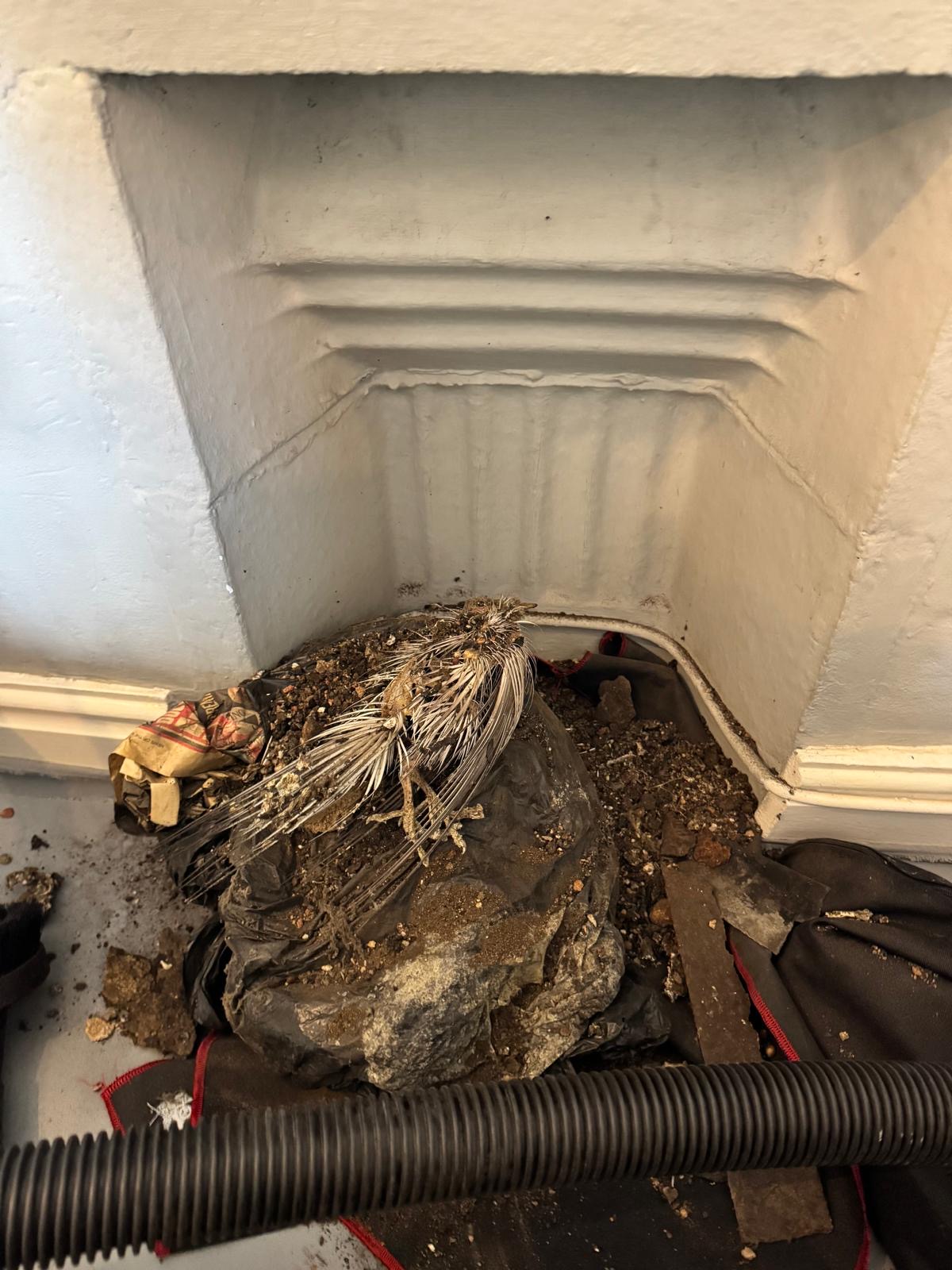 Bird Nest and Blockage Removal photo