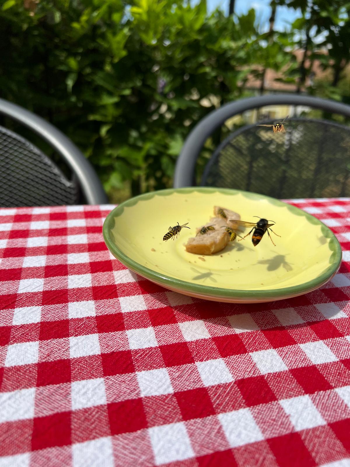 Foto einer der Asiatischen Hornisse (rechts), die zusammen mit einheimischen Wespen eine Nahrungsquelle umschwirrt.