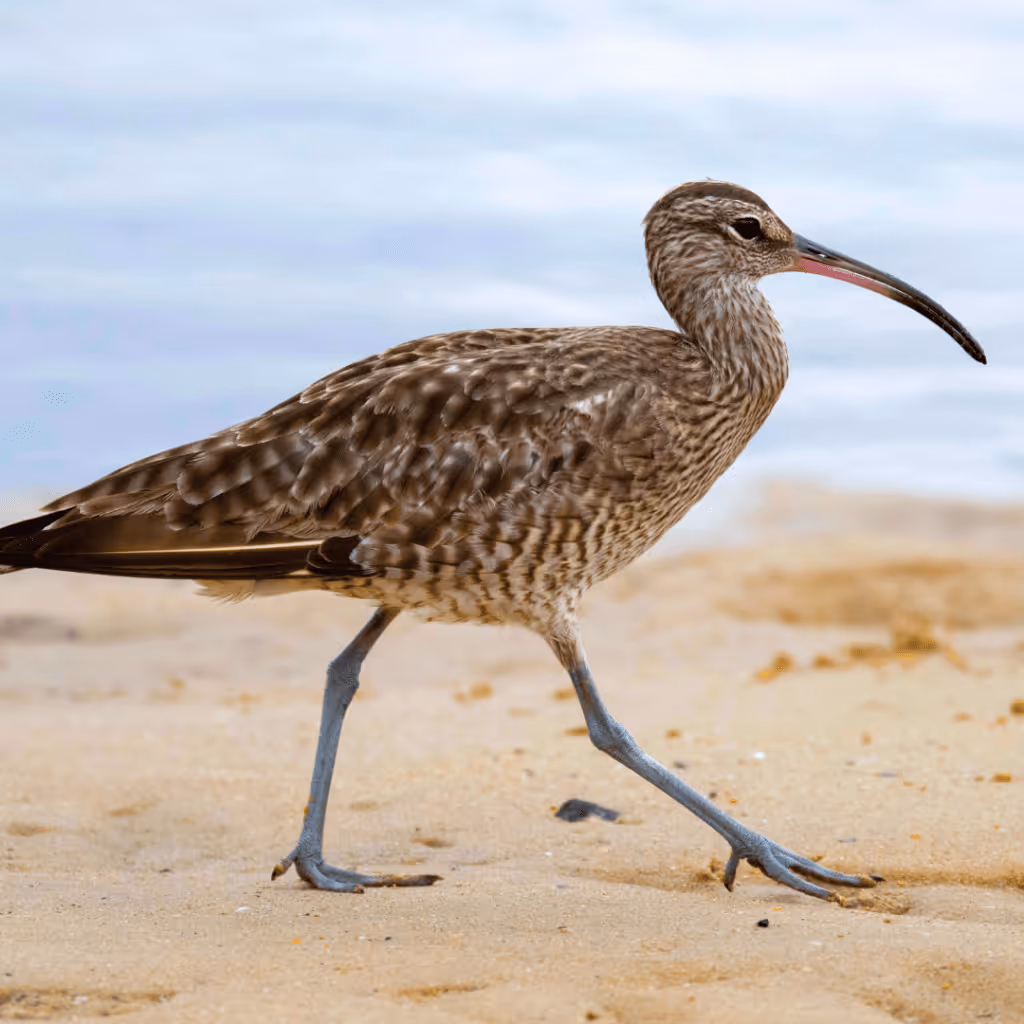 courlis oiseaux migrateurs au sud de l'Espagne