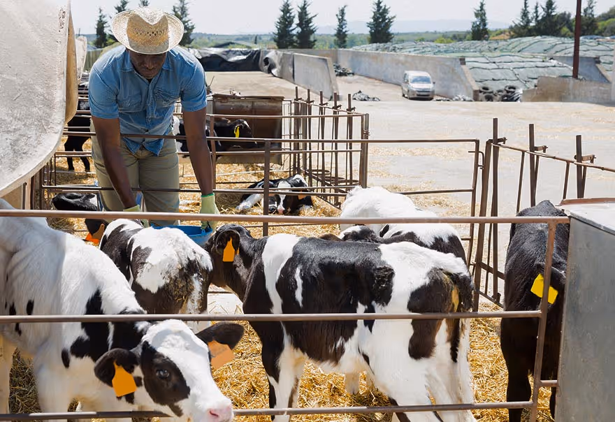 Farmer wearing a straw hat feeding black and white calves in an outdoor pen with straw bedding.