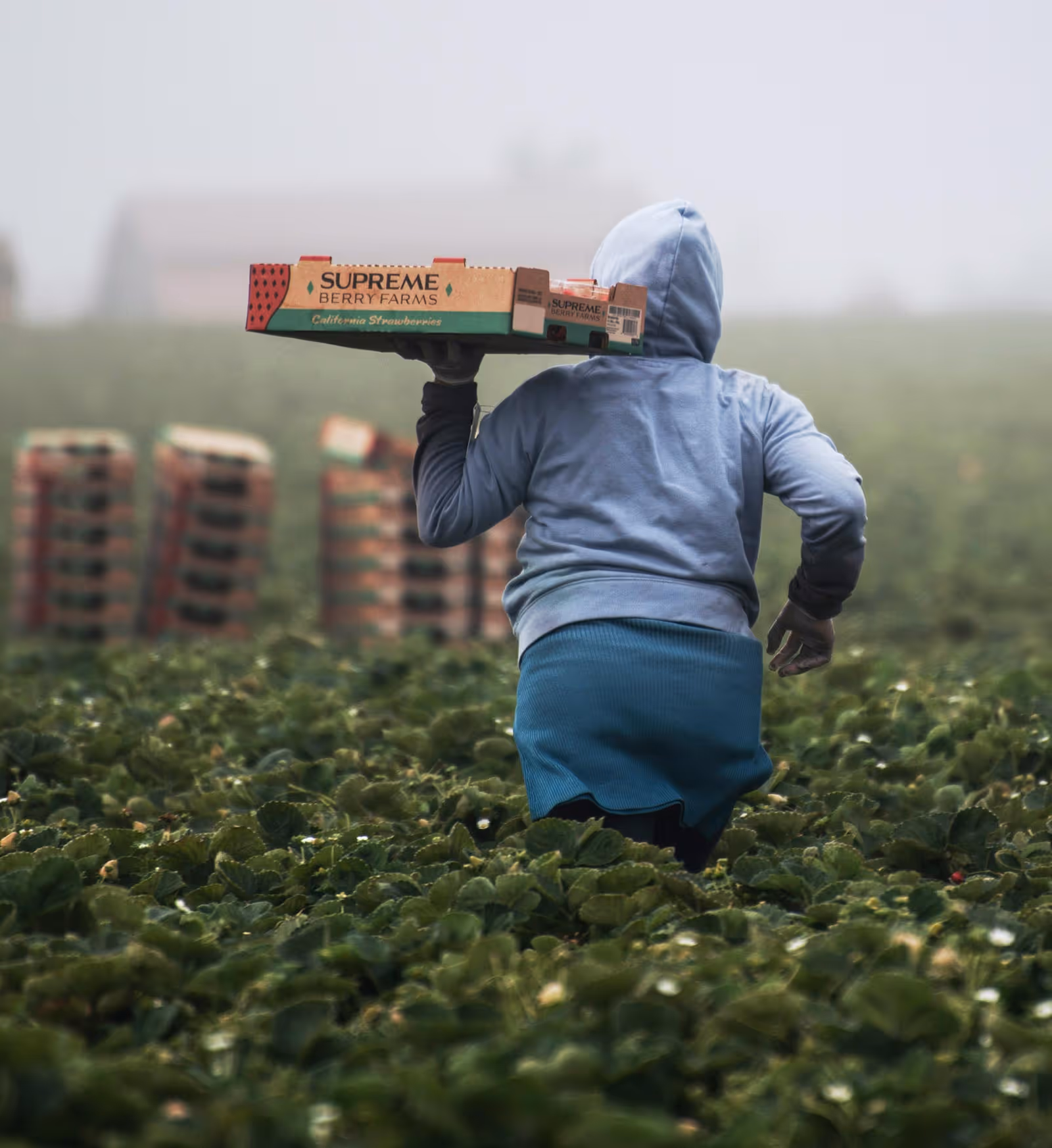 Person wearing a blue hoodie carrying a box of strawberries through a field of green plants.