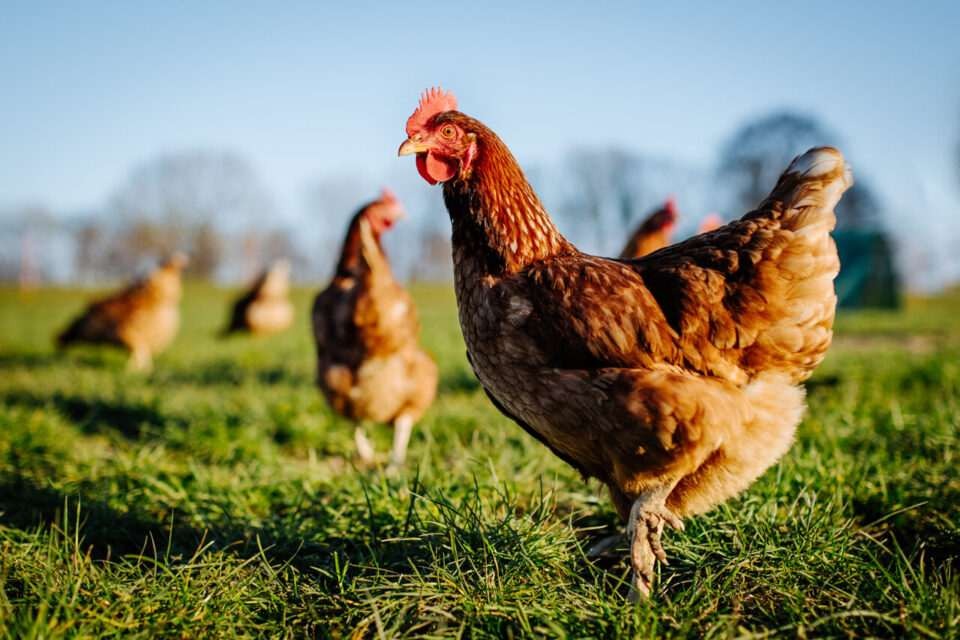 Poules en plein air dans une prairie