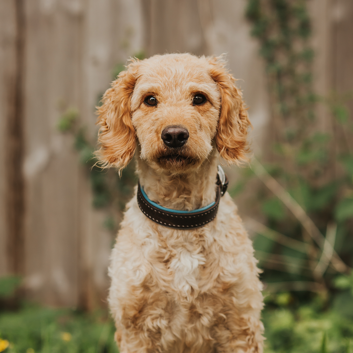 Doodle-Hündin Alba von Lena Standke sitzt aufmerksam im Garten und symbolisiert die Verbindung von Vertrauen und Klarheit im achtsamen Hundetraining der Mindful Souls Dogs GmbH