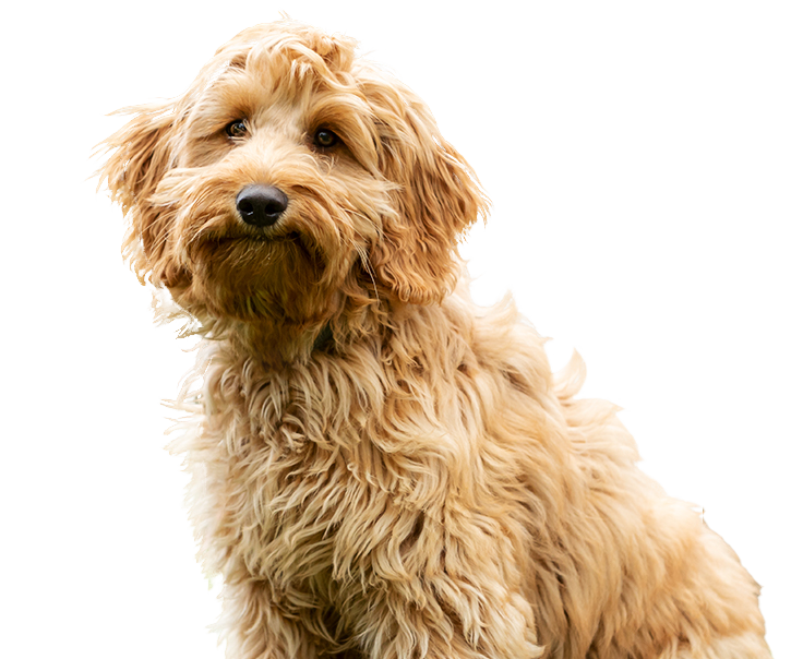 Beiger Doodle-Hund mit weichem gewelltem Fell und sanftem Ausdruck als Sinnbild für sensible Hunde und individuelles Hundetraining bei Mindful Souls Dogs GmbH