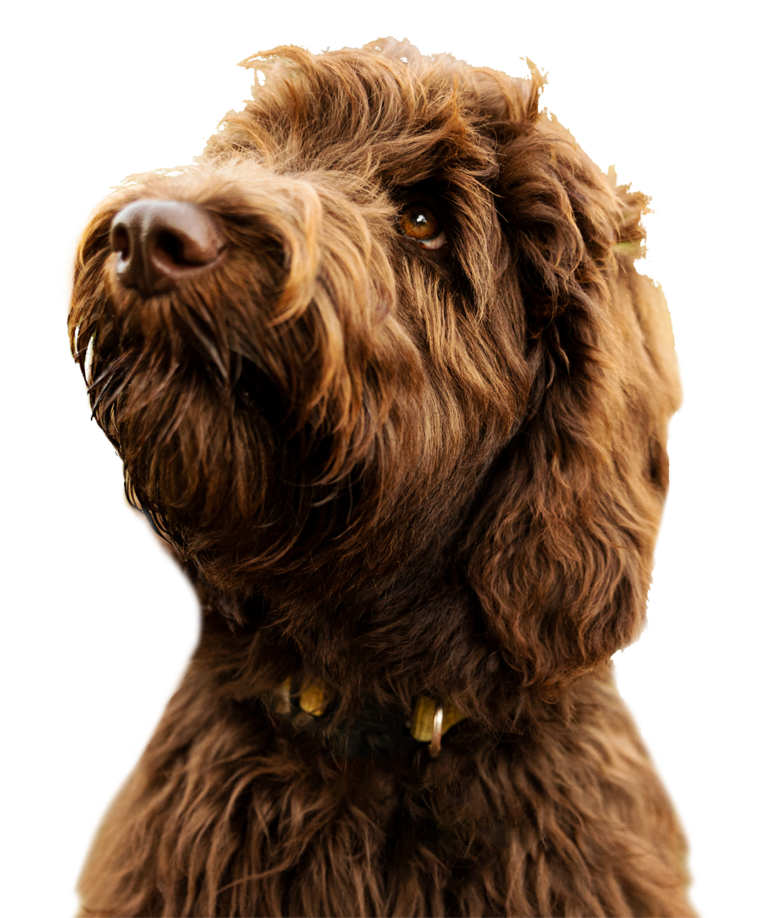 Brauner Doodle-Hund mit gewelltem Fell und intensivem Blick steht für achtsames Hundetraining und klare Kommunikation in der Hundeausbildung