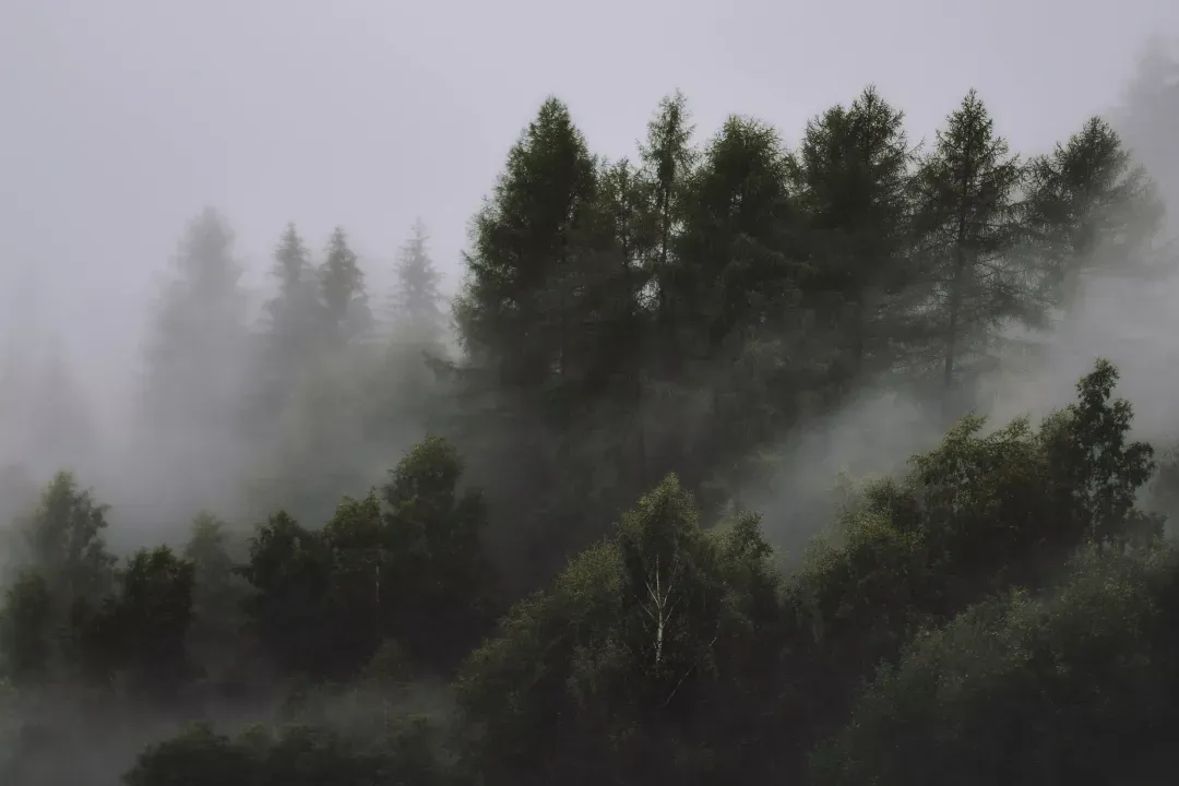 Forest in Oregon