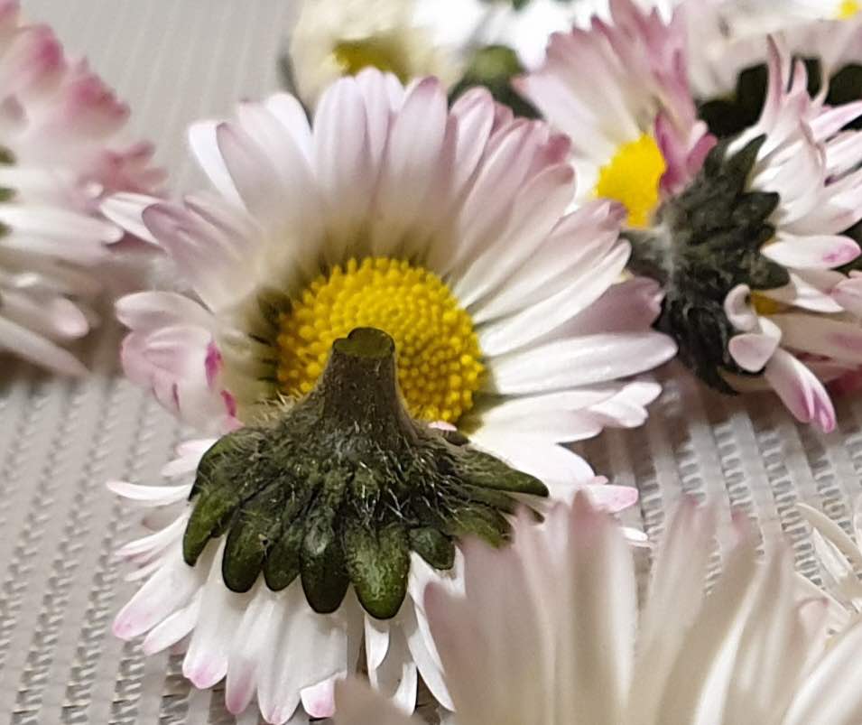 image de paquerettes