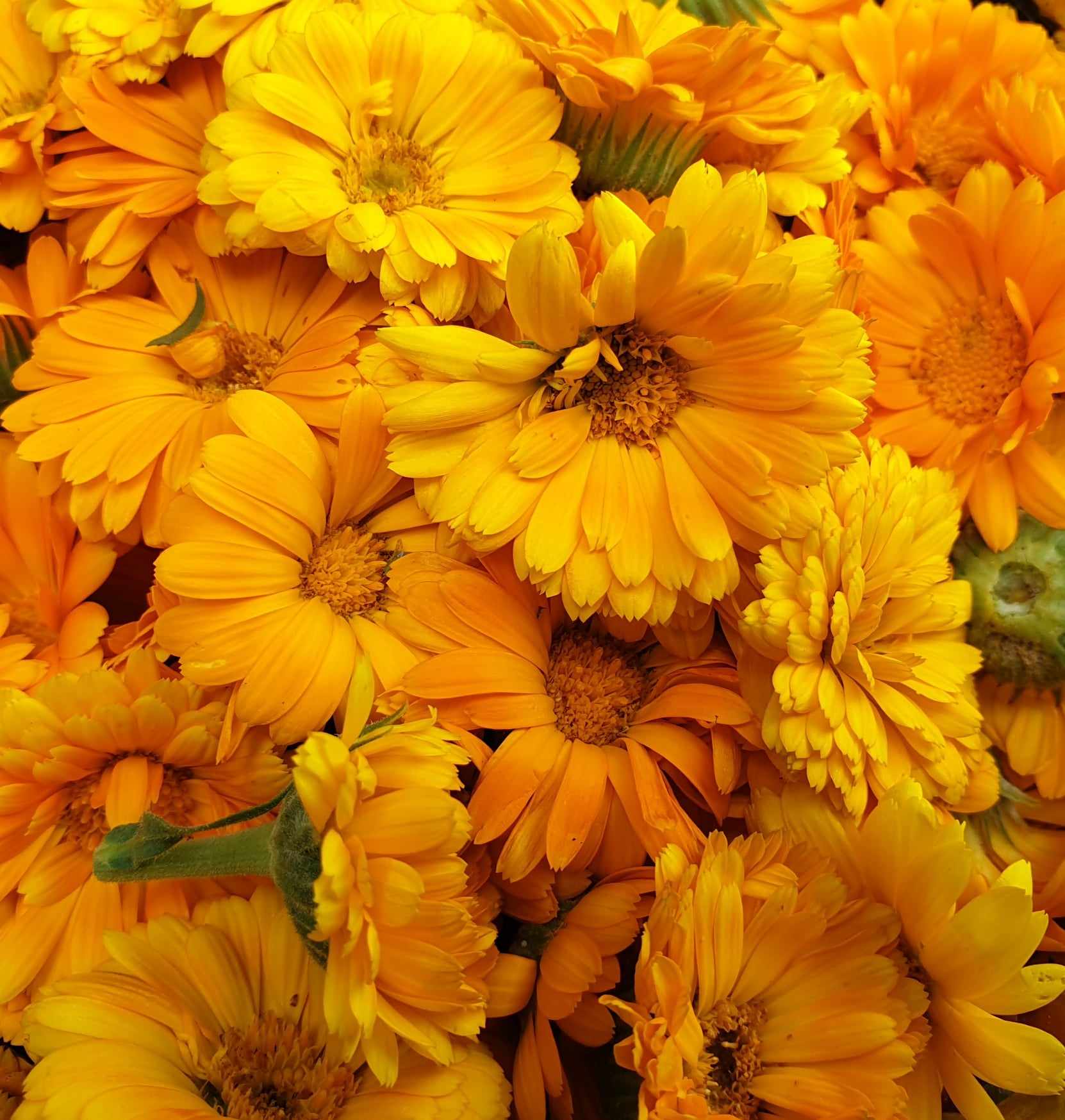 image de calendula