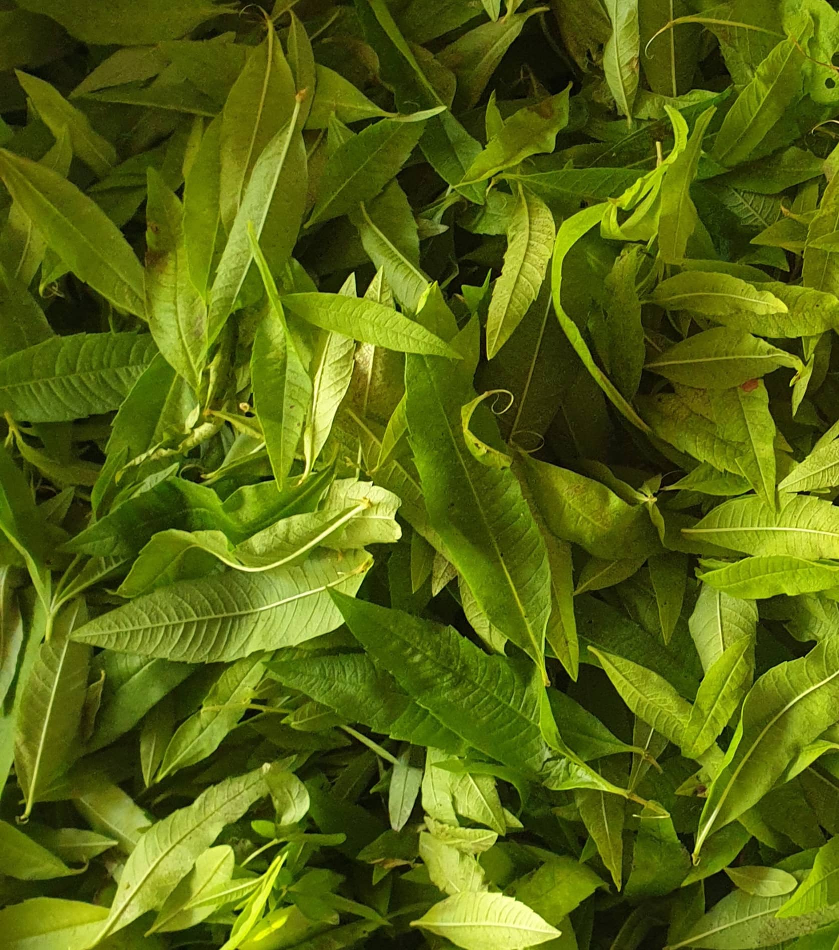 image de verveine coupé