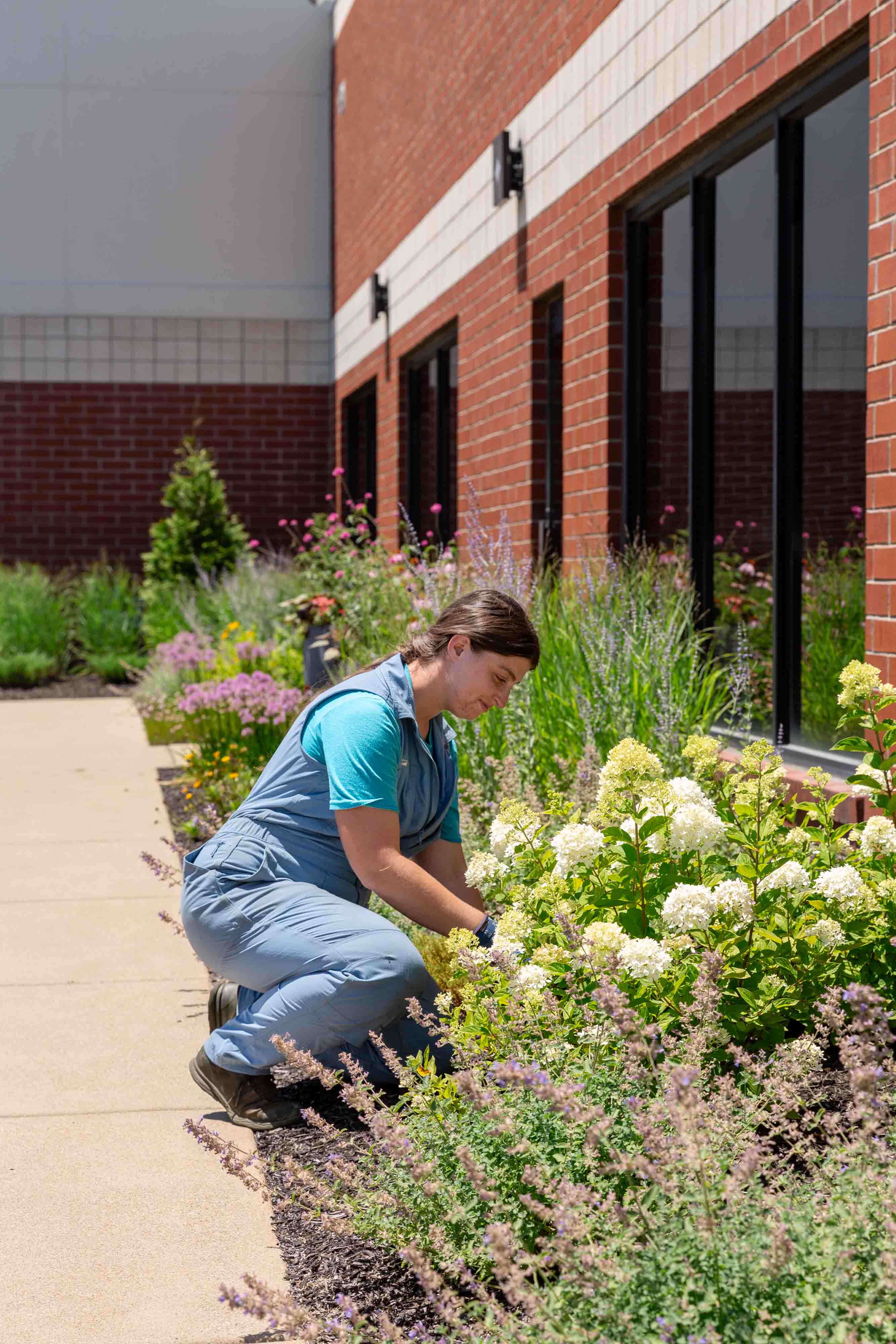 Woman in a blue shirt and vest kneeling while tending to white flowering bushes beside a brick building.