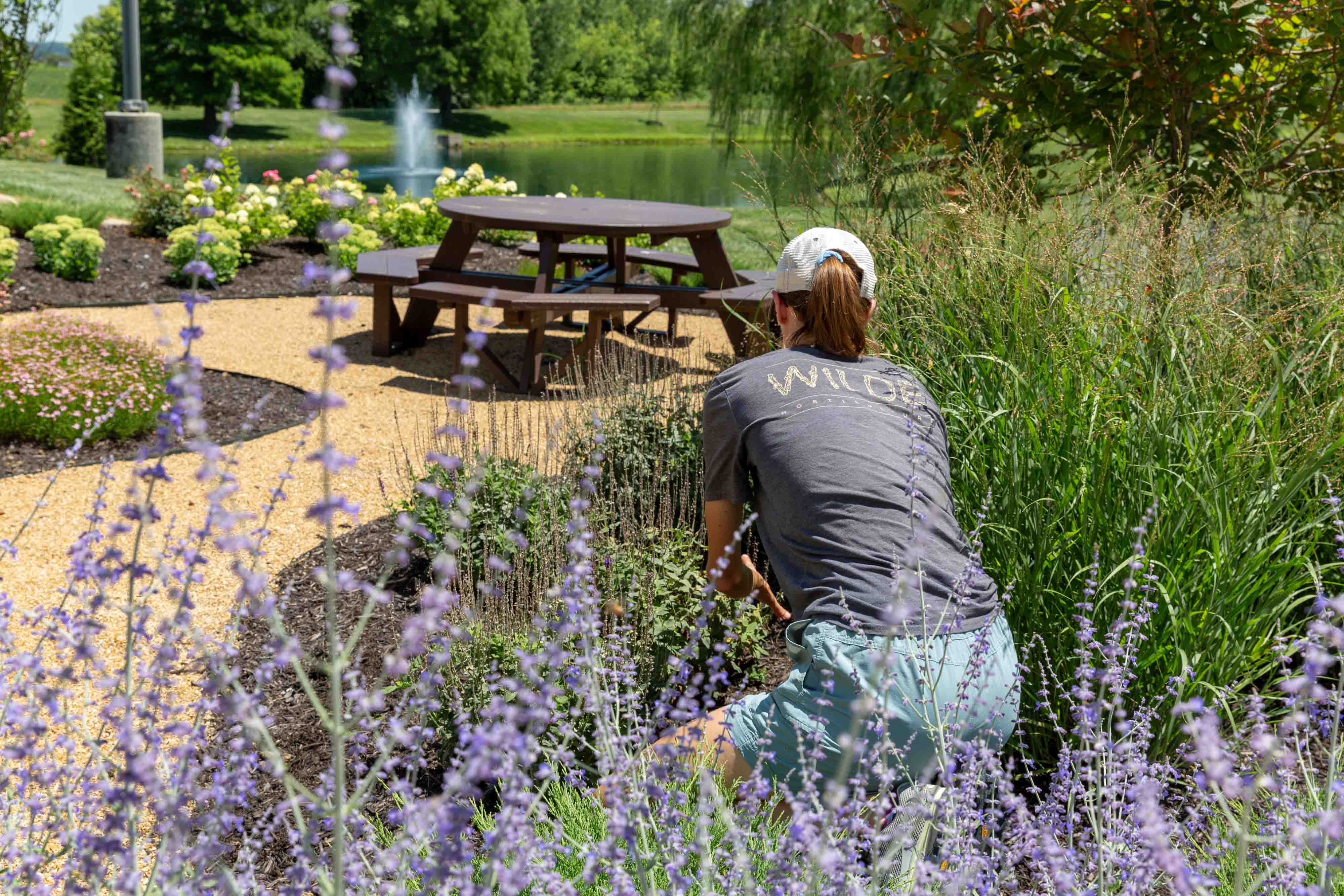 Person wearing a cap and a 'Wilder' shirt gardening near lavender flowers with a picnic table and a pond with a fountain in the background.