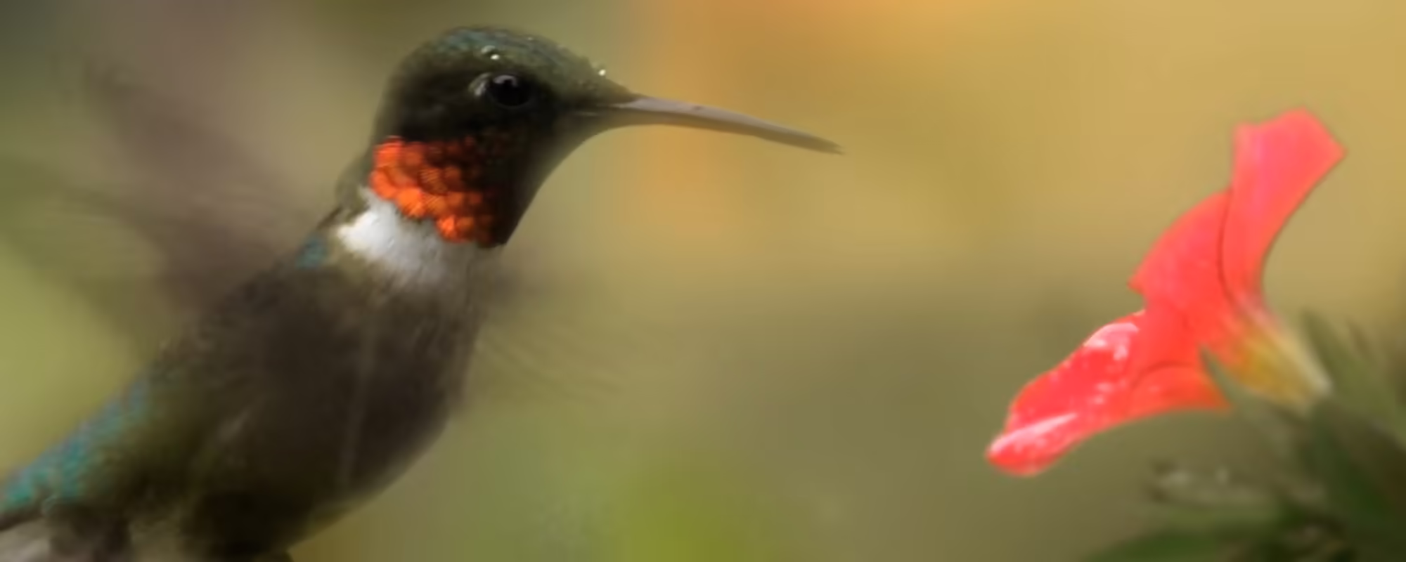 Close-up of a hummingbird with iridescent orange throat feathers hovering near a red flower.