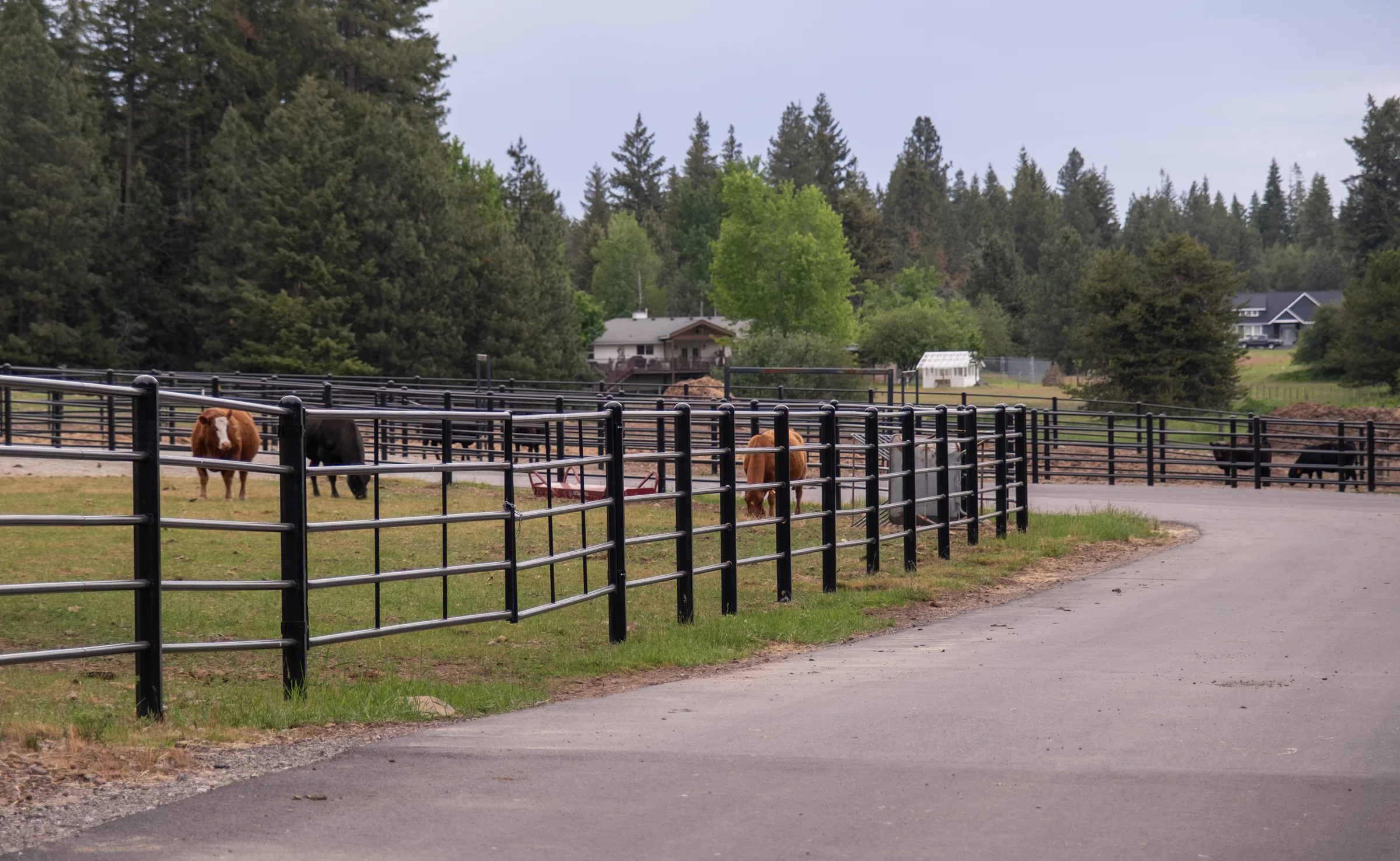 Black steel ranch fencing installed around horse paddocks