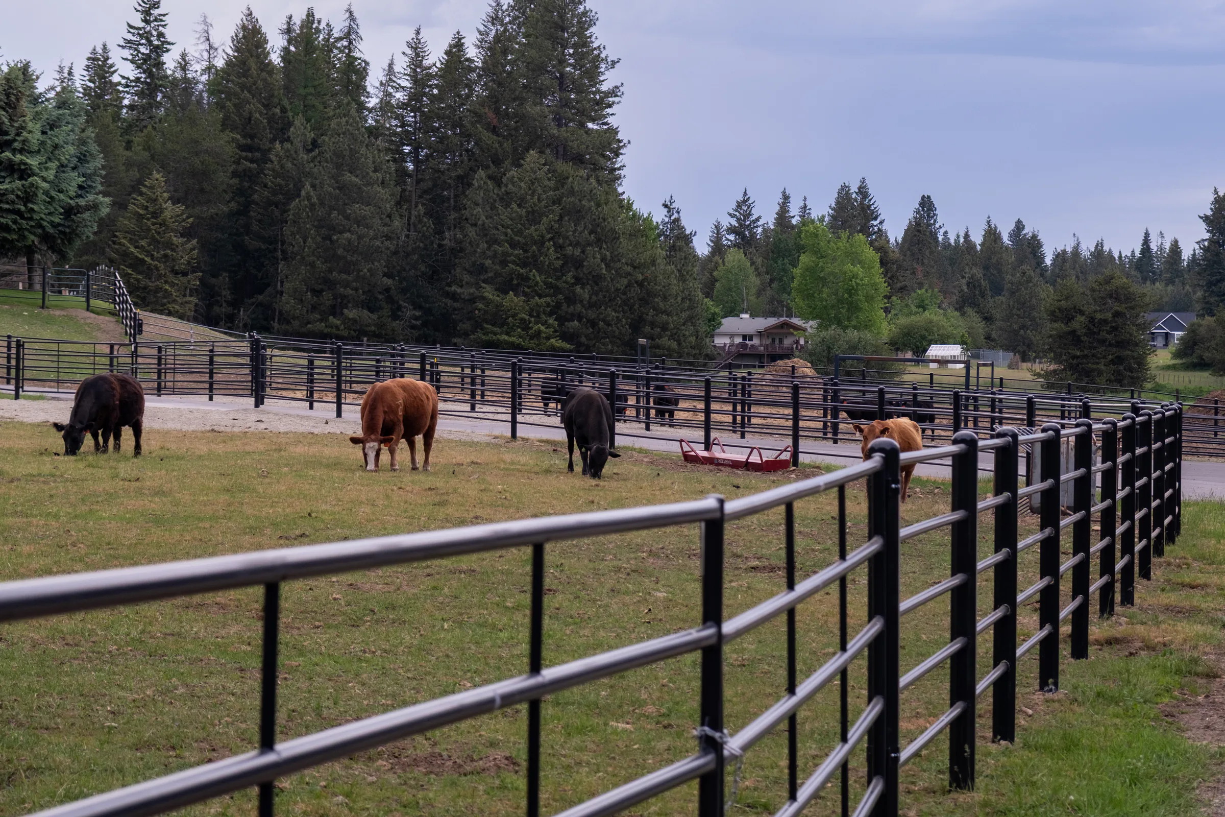 Priefert Estate Fence containing cattle on Brian's working ranch