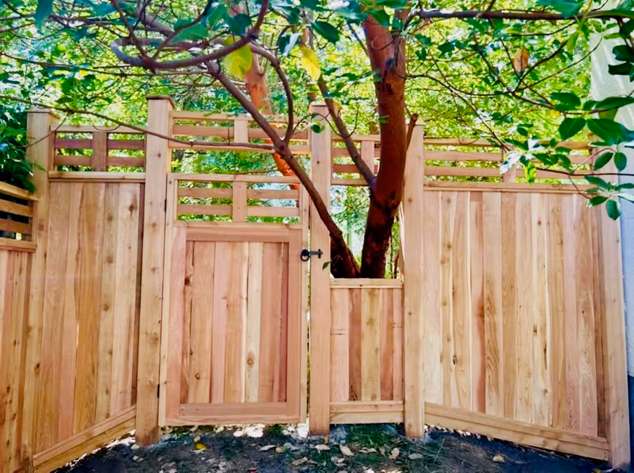 Cedar fence with gate built around a tree in a leafy backyard.