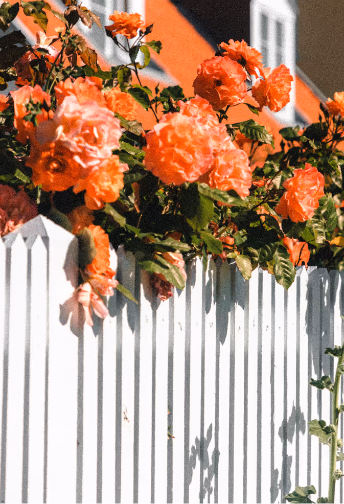Orange roses cascading over a white picket fence on a sunny day