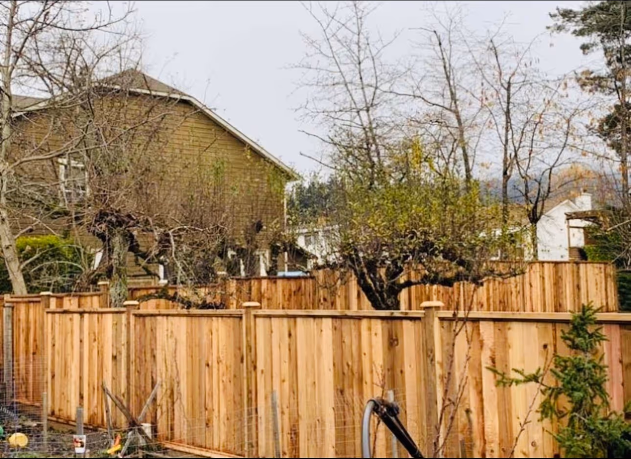 New cedar privacy fence along a backyard with pruned trees and a house in the background.