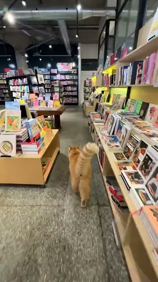 Inside a Verdun bookshop: an orange tabby cat walking the aisle between shelves of books and magazines
