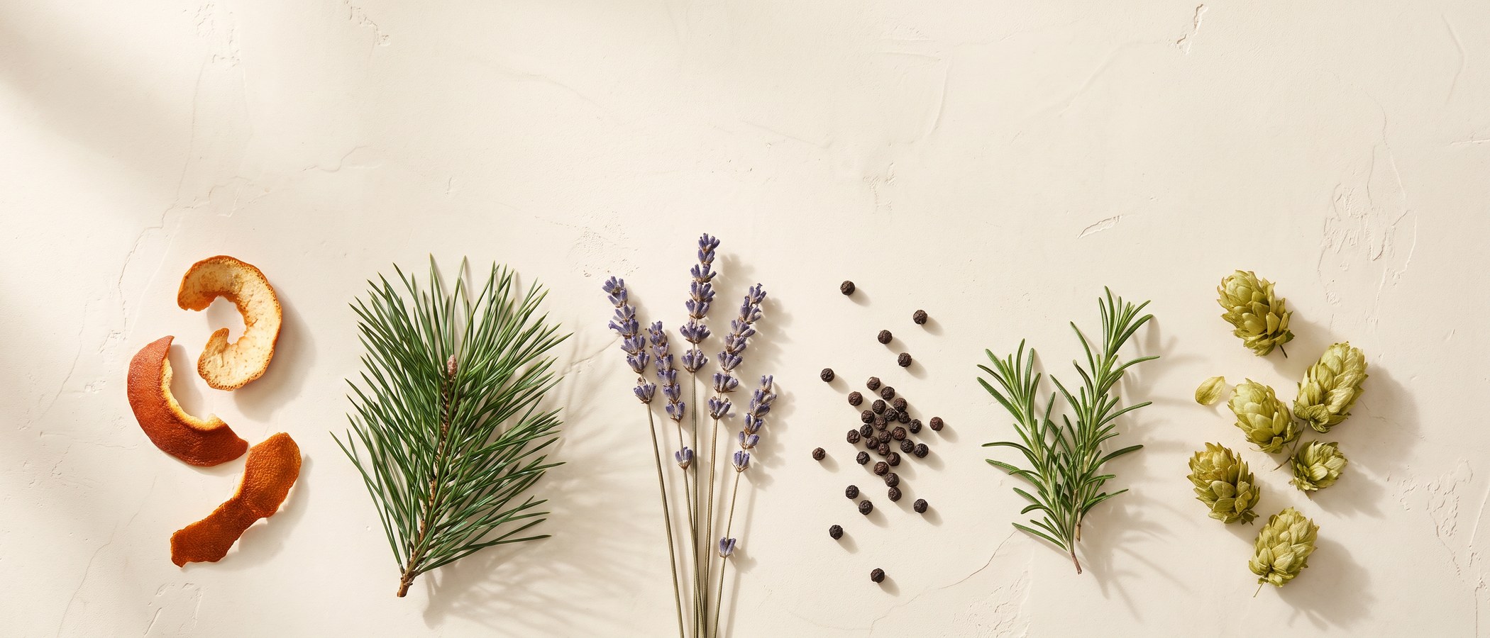 Overhead flat lay of aromatic botanicals on a cream surface: citrus peel, pine needles, lavender, peppercorns, rosemary, and hops.