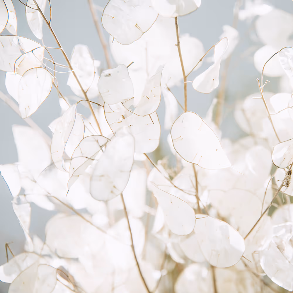 Close-up of translucent white lunaria seed pods on thin brown stems against a soft gray background.