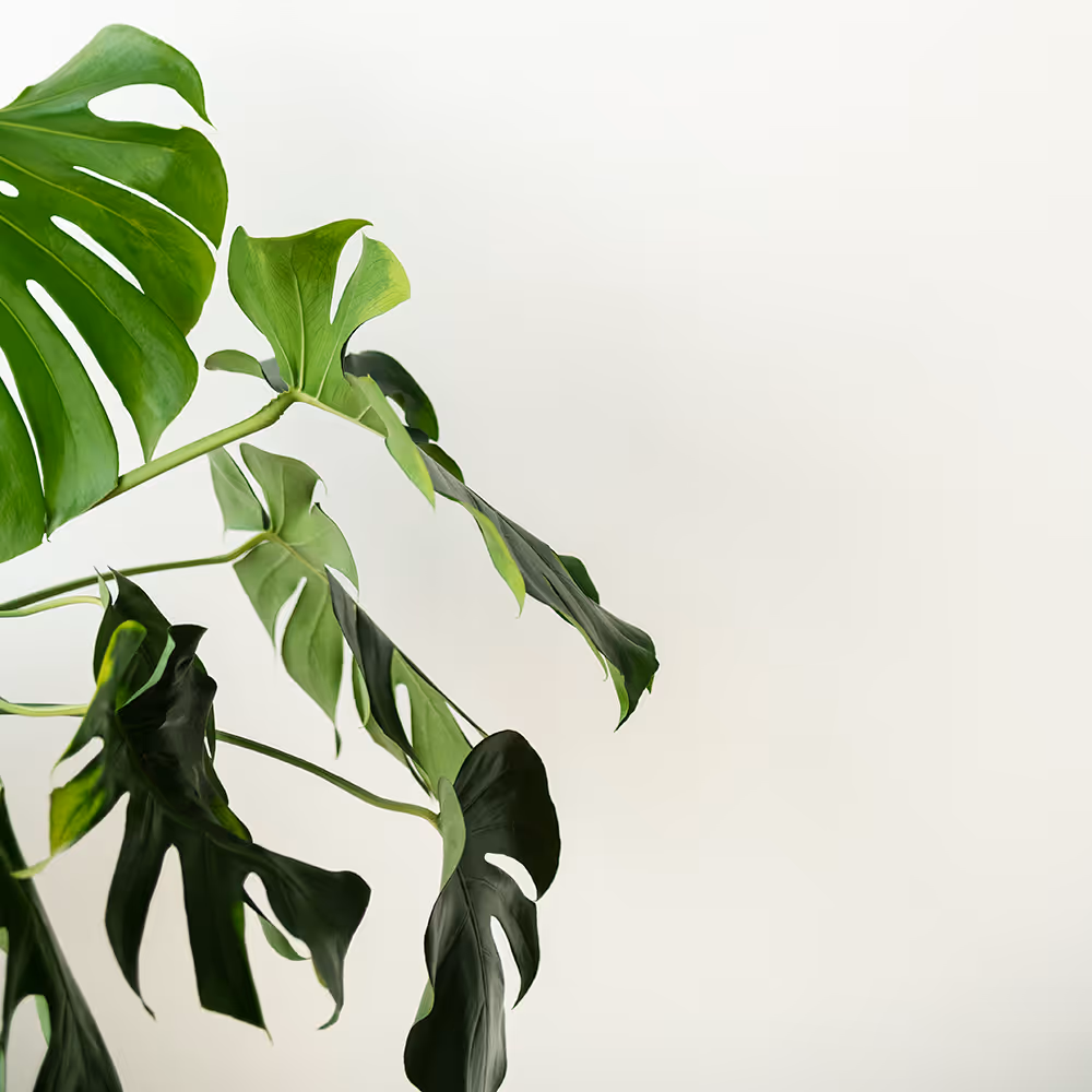 Green monstera plant with split leaves against a plain white background.
