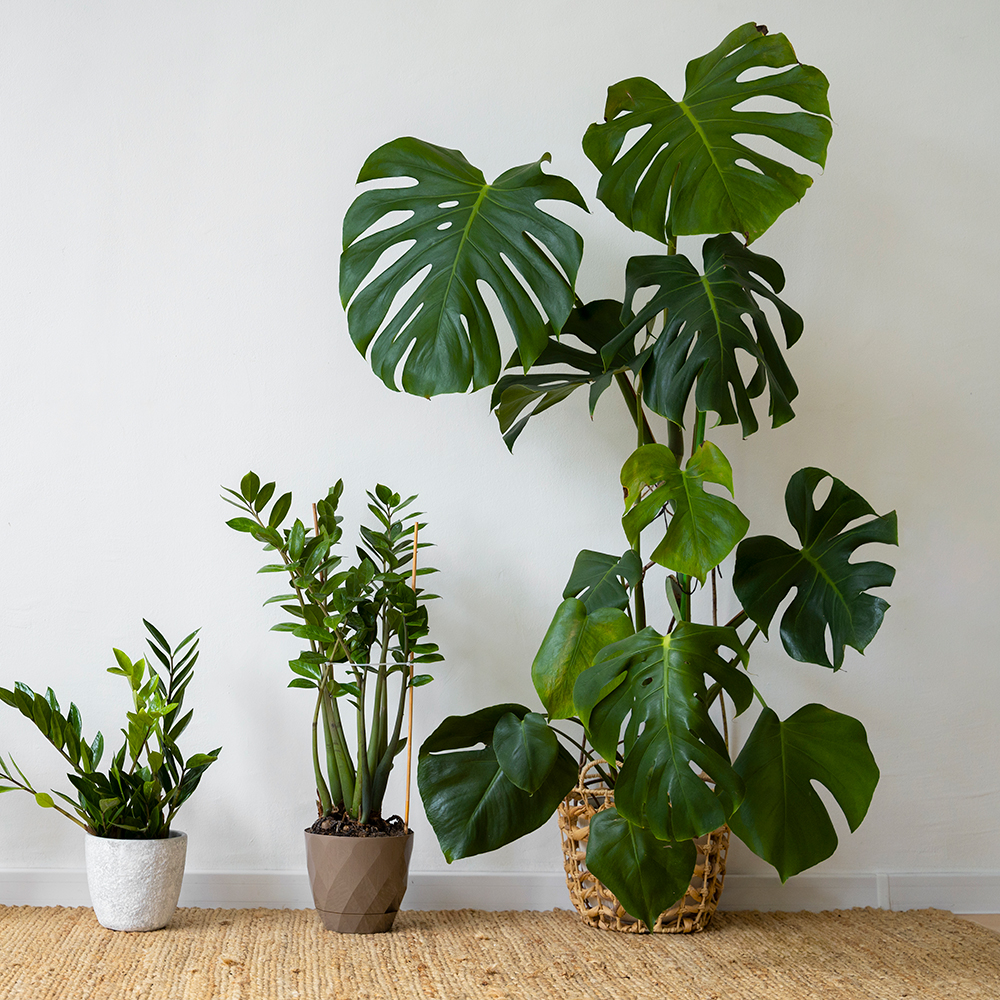 Three houseplants in pots of varying sizes lined up against a white wall on a woven rug.