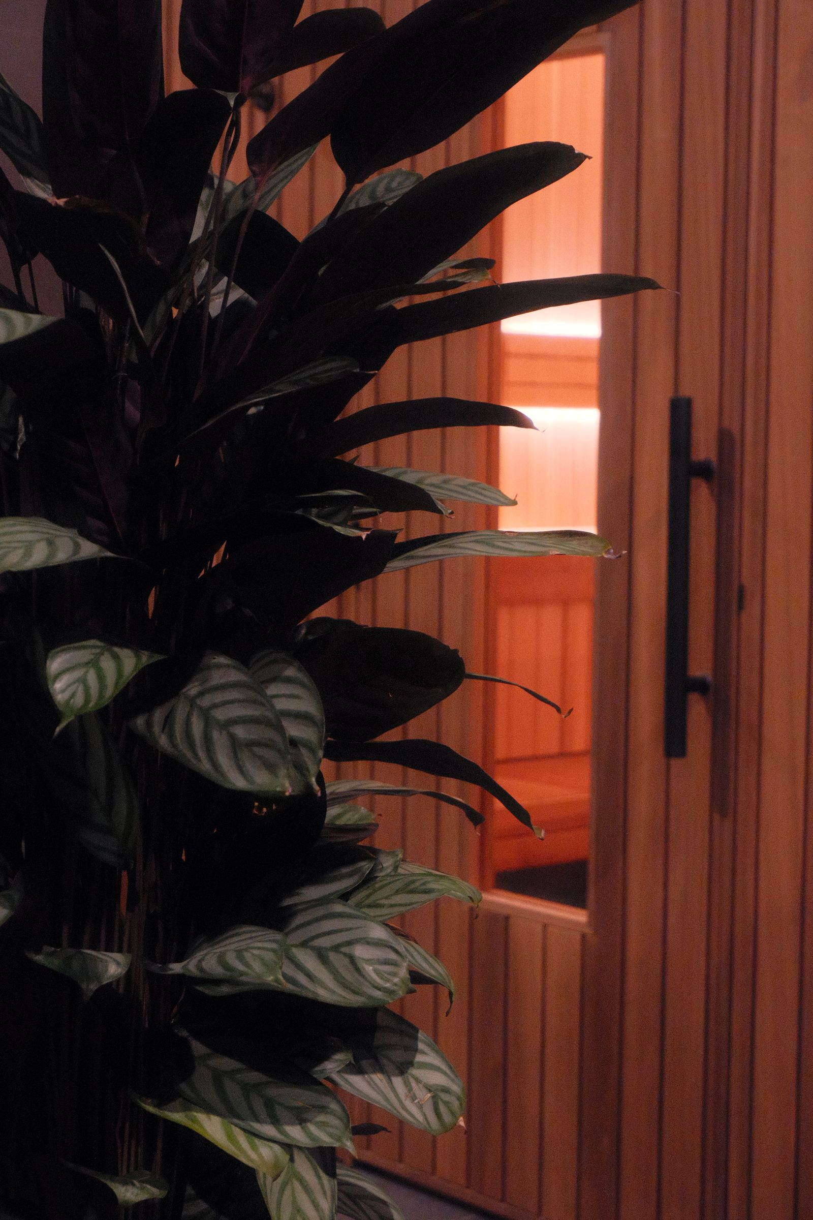A 20-person cedar sauna for a Shellharbour recovery studio