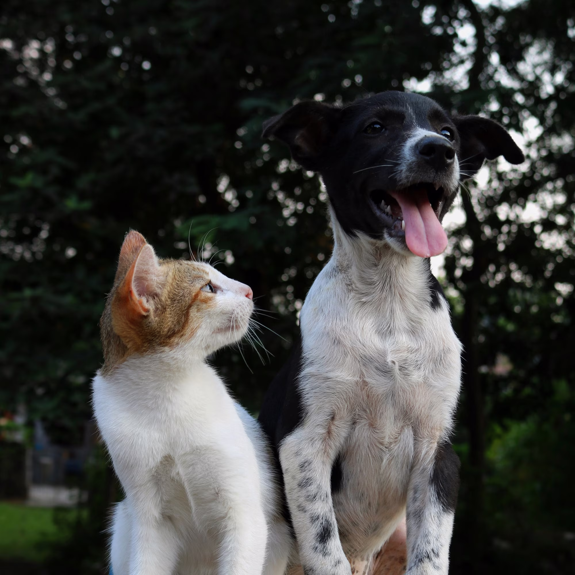A white and orange cat sitting next to a black and white dog with its tongue out at Caring Paws Vet in Vermont South
