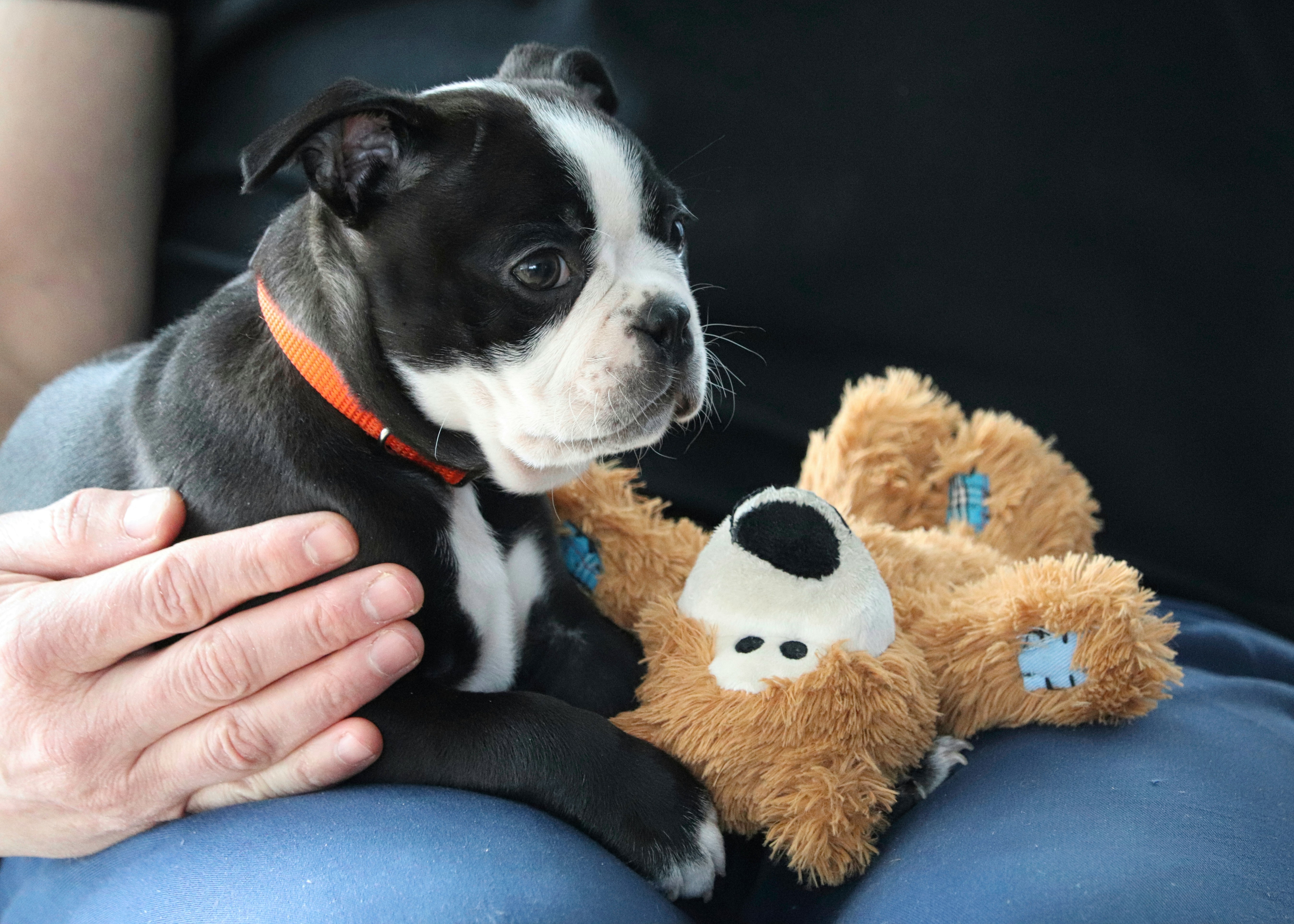 Calm puppy resting on owner's lap with a comfort toy — Fear Free handling in action