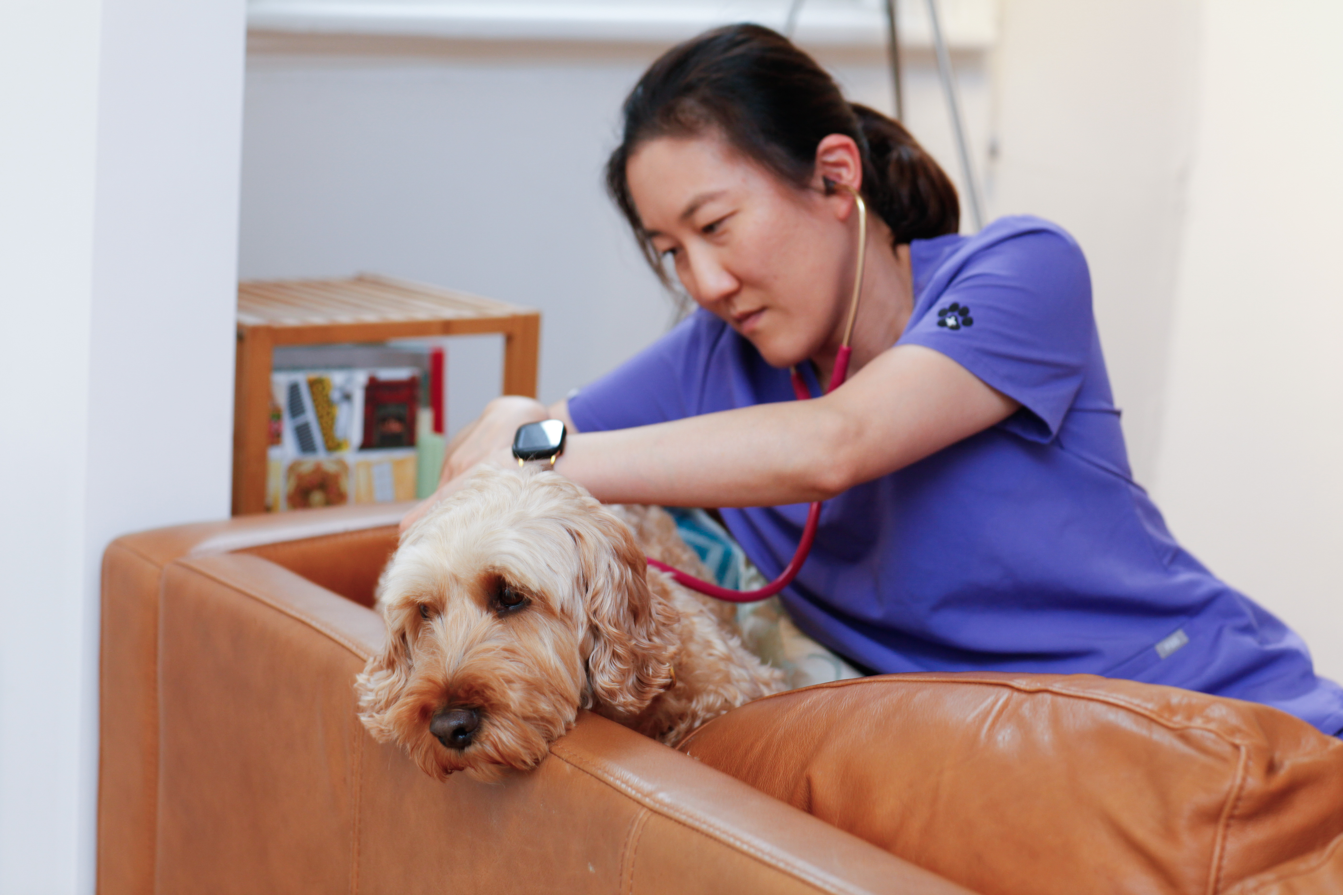 Mobile vet Dr Winnie examining a dog with a stethoscope on the couch during a home visit