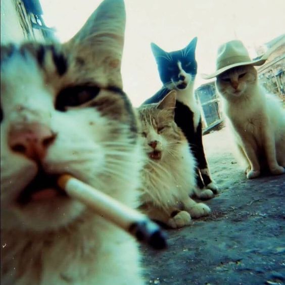 Four cats on a street; one in foreground with a cigarette in its mouth, another yawning, one black and white cat standing, and one wearing a cowboy hat.