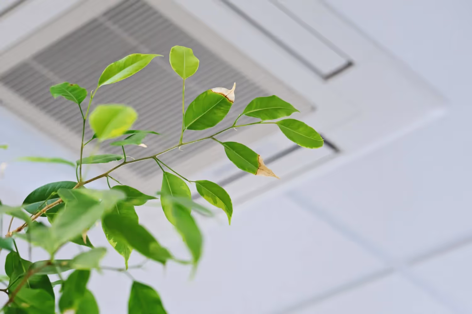 Green plant leaves near ventilation system.