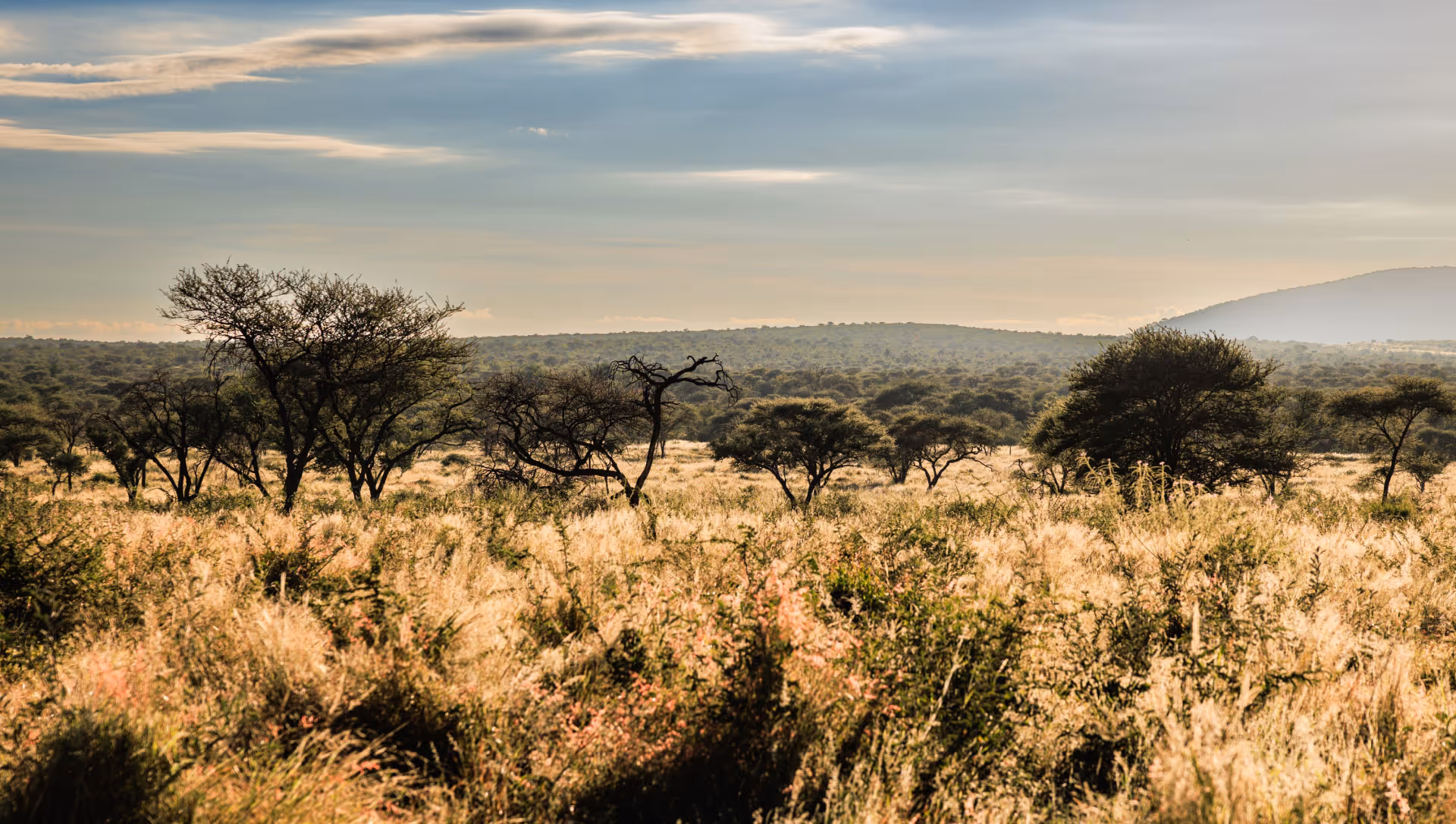 Photography showing the savanna of Namibia