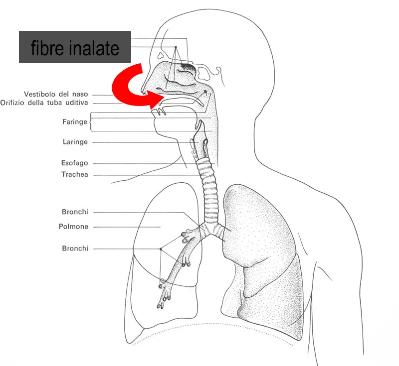 Schema anatomico del sistema respiratorio che evidenzia il percorso delle fibre inalate dal naso ai polmoni