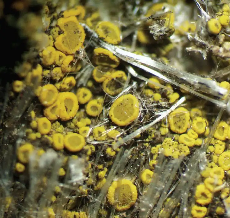 Fascio di fibre di crisotilo ed alcuni corpuscoli su membrana porosa a maglie irregolari visto al microscopio elettronico