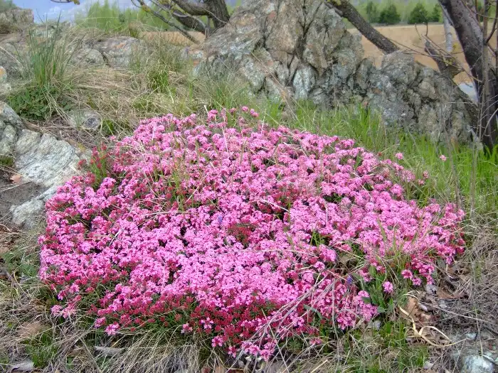 Cespuglio tondeggiante di piccoli fiori rosa che cresce tra rocce grigie e fili d'erba secca in montagna