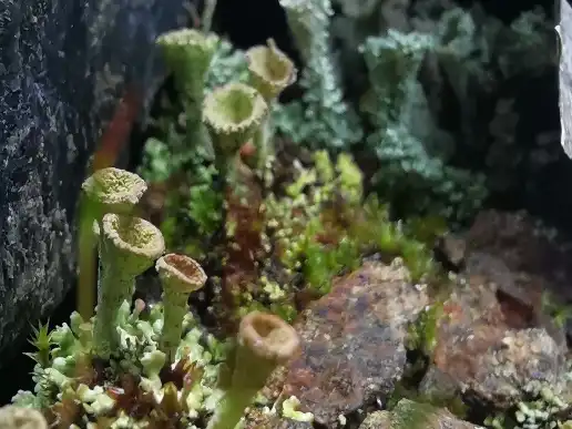 Lichene Cladonia Fimbriata ritrovato alla base della discarica lapidea lato Corio