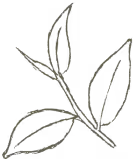 Minimalist line drawing of a small branch with five elongated leaves.