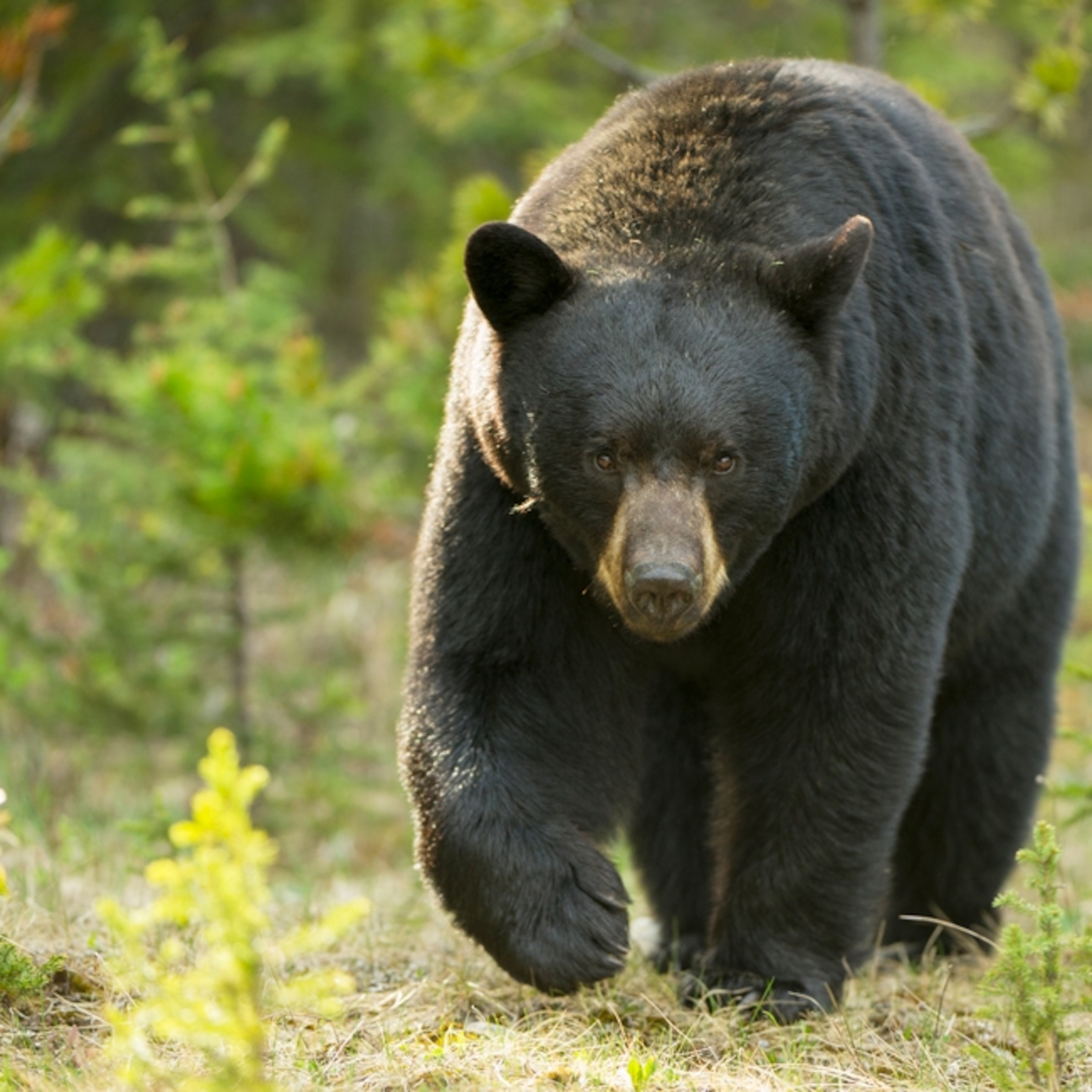 a black bear walking down a path