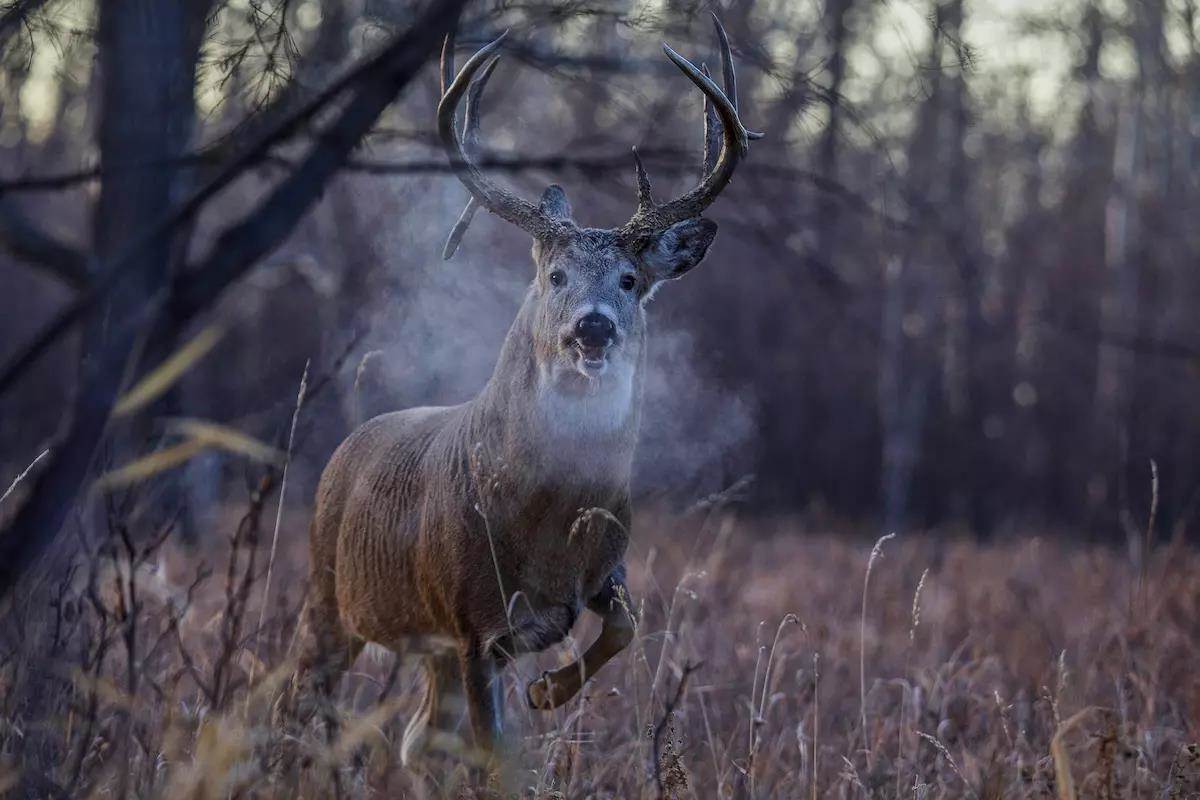 whitetail buck with visible breath