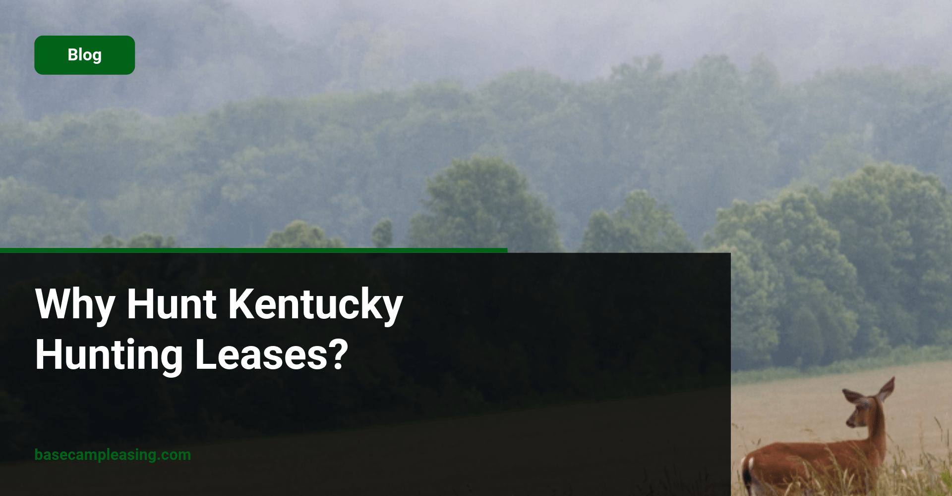 Why Hunt Kentucky Hunting Leases featured image