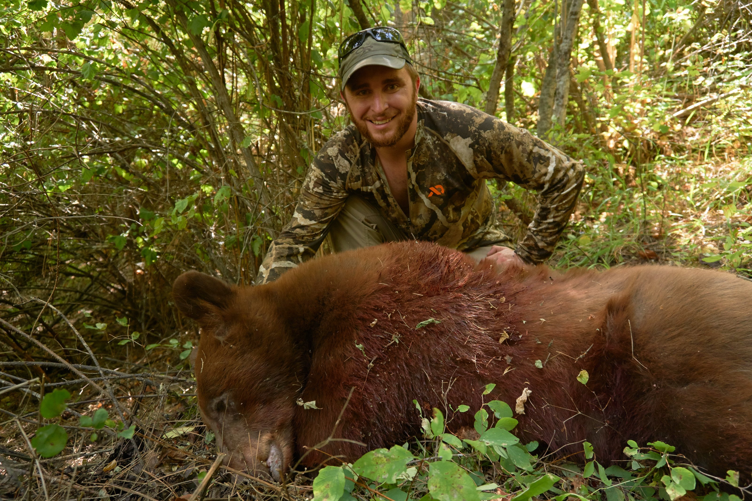 Hunter in camouflage kneeling beside harvested color phase black bear in brush