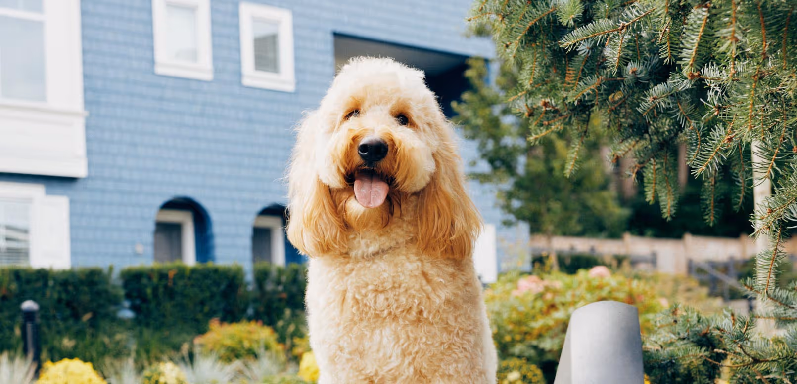 Dog in landscaped community gardens at a Surrey townhome development