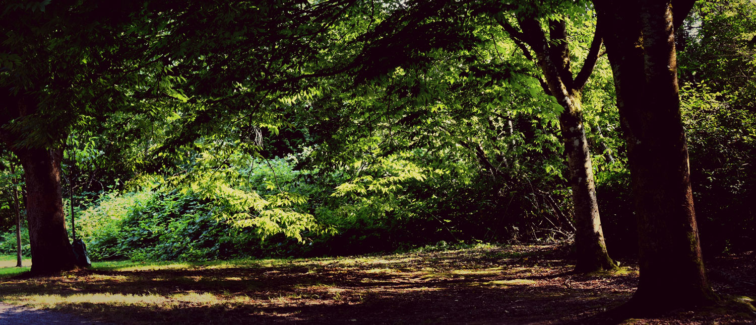 Sunlight filtering through dense green foliage onto forest floor with large tree trunks.