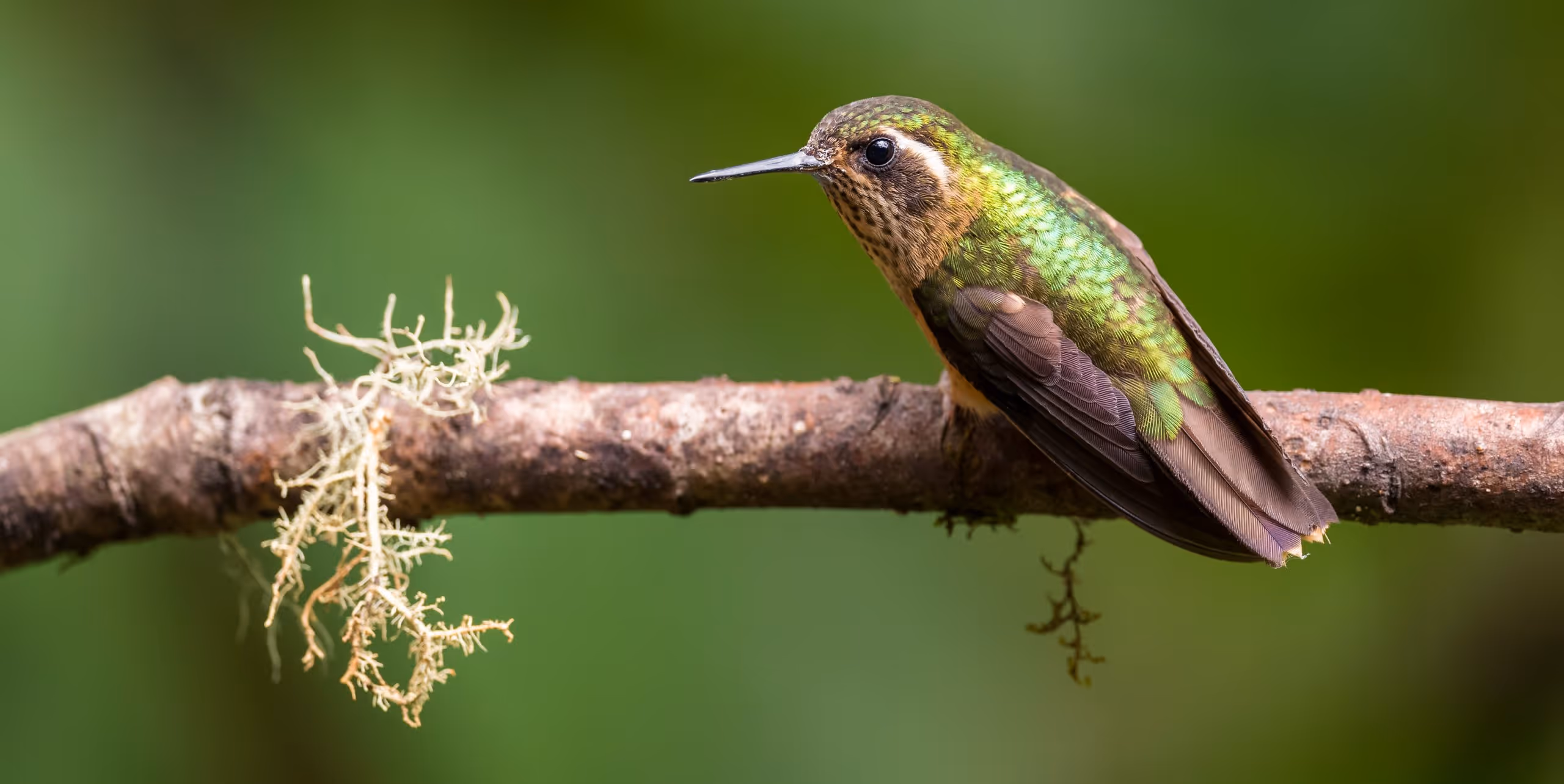 China's Catalogue for the Import and Export of Endangered Species has been issued