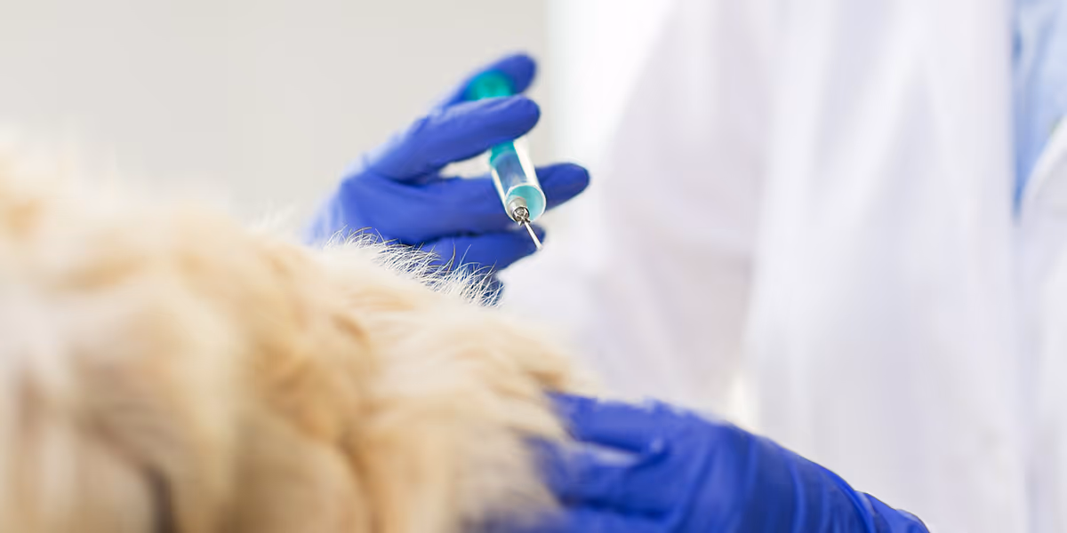 China Veterinary Drug Comparative Test Requirements – No.787