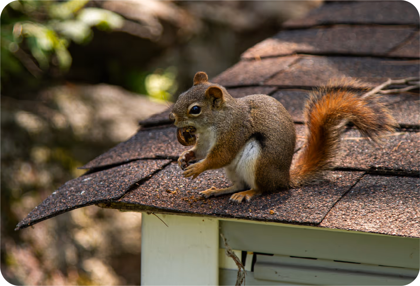 Squirrel on wooden railing at coastal home in Nags Head Outer Banks NC