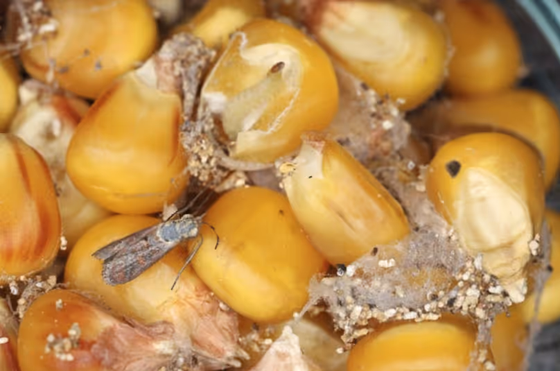Indianmeal moth and larvae infesting stored corn grain, a common pantry pest infestation.