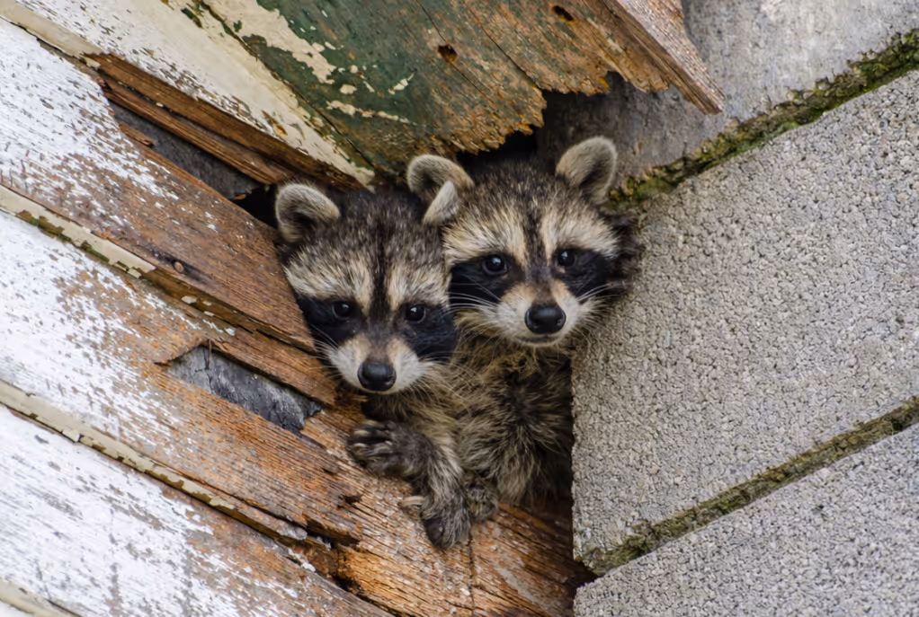 Baby raccoons inside a damaged roofline where wildlife can enter an attic.